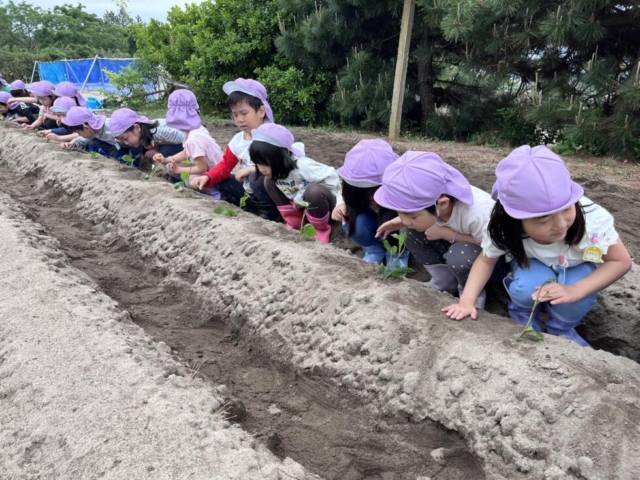 年長組　さつまいもの苗植えに行ってきました。