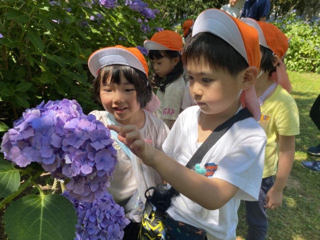 年中組　あじさいを見に行ってきました。